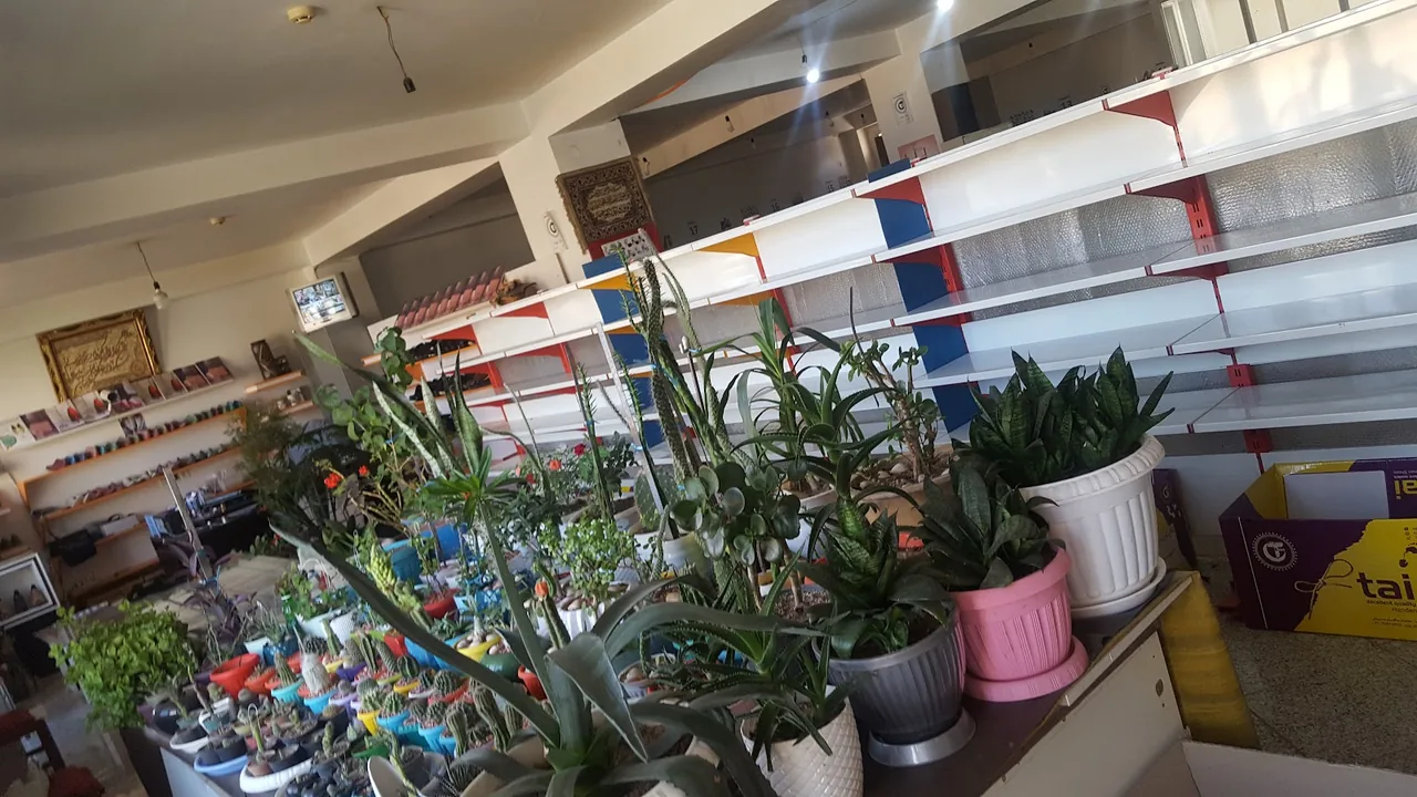 تولیدی کفش تای تای - تصویر 2