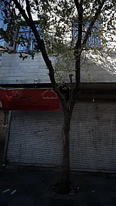 ساده سرای مهرشاد