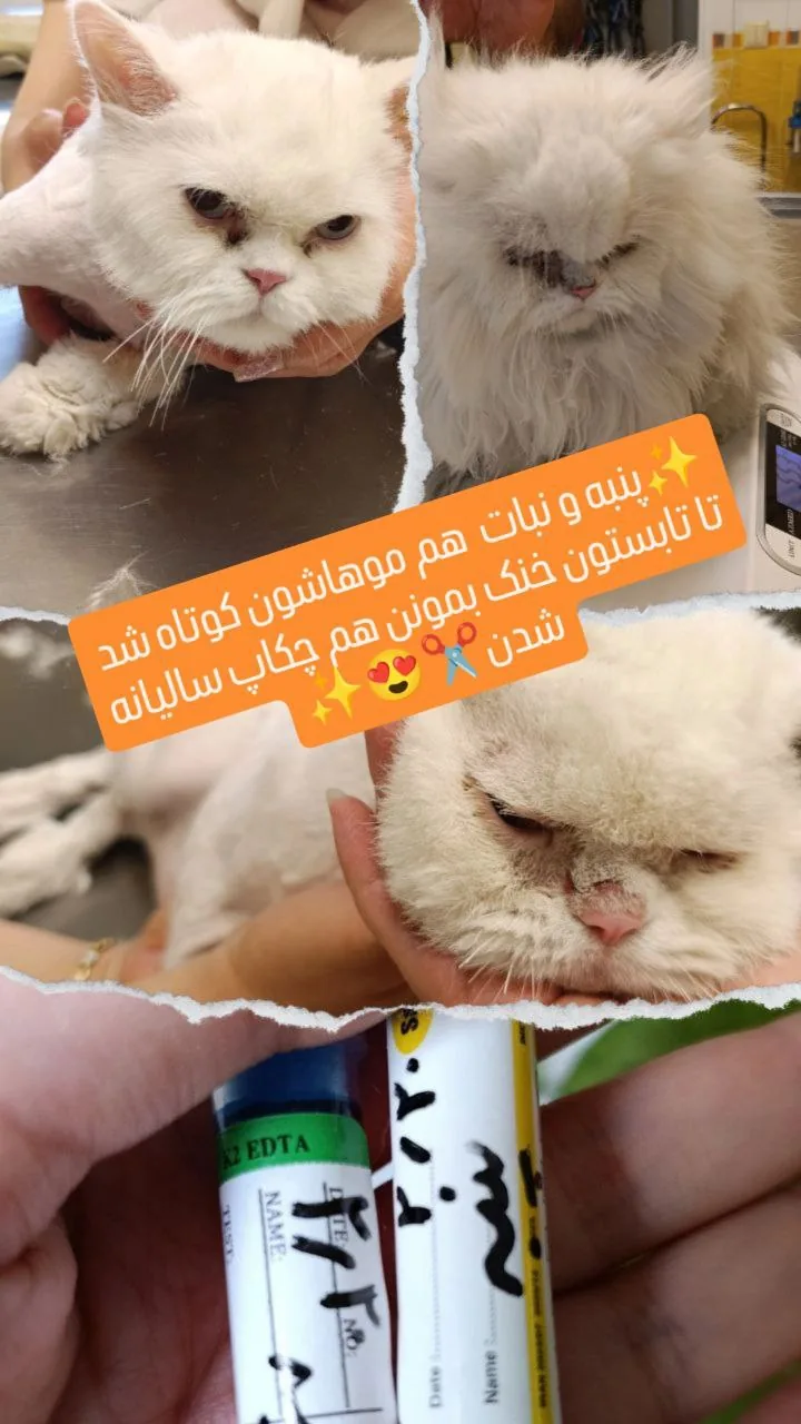 کلینیک دامپزشکی دکتر مکرم - تصویر 4