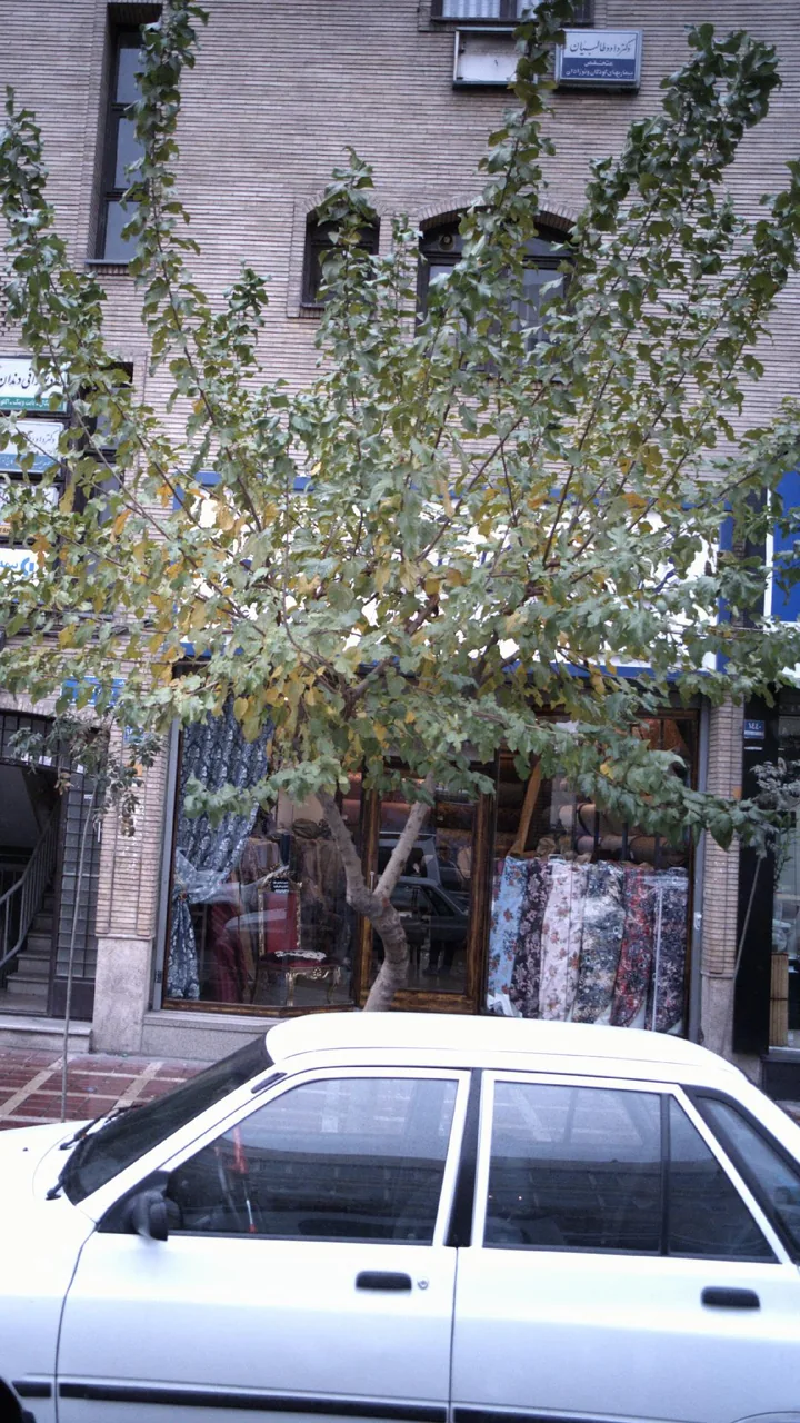 دکتر داود طالبیان - تصویر 2