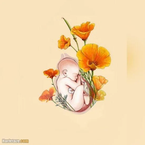 متخصص زنان و زایمان دکتر شهرزاد تهرانی - تصویر 4