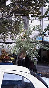 دکتر حشمت السادات فهمیده کبیری