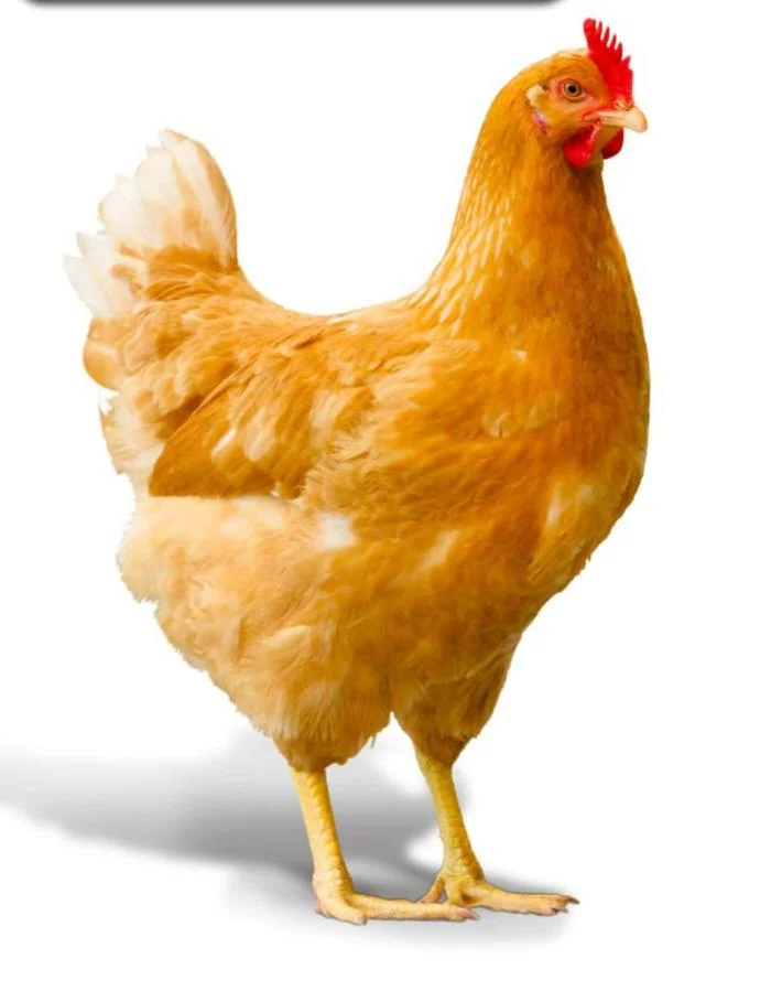 مرغ ولیزاده