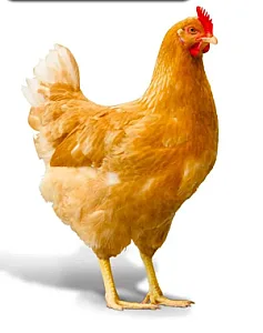 مرغ ولیزاده