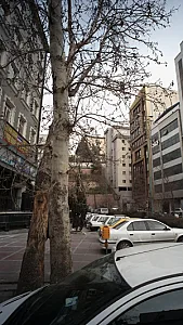 دکتر میترا کاشانی