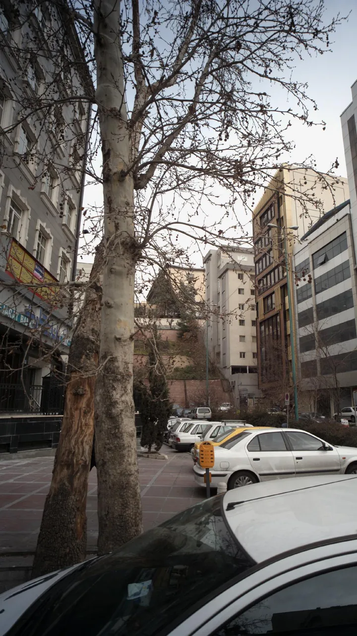 دکتر میترا کاشانی