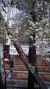 دکتر گرجی