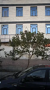 نیوشا-دکتر مهیار داور یار