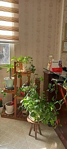 مطب دندانپزشکی دکتر دبستانی