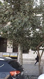 دکتر نادره همتی