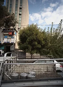دکتر سعید توکلی کرمانی