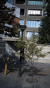 دکتر نرجس سروش