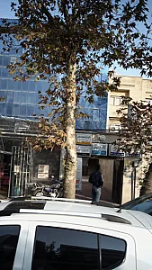 دکتر سید علی اصغر موسوی
