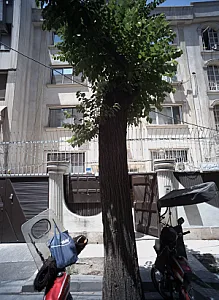 دکتر مهدی زاده