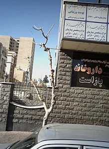 دکتر شبنم بهروز فر