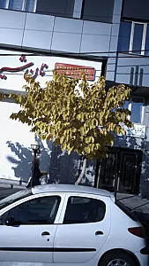 دکتر فریبا خضرائی