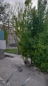 سبزی فروشی احمد آقا