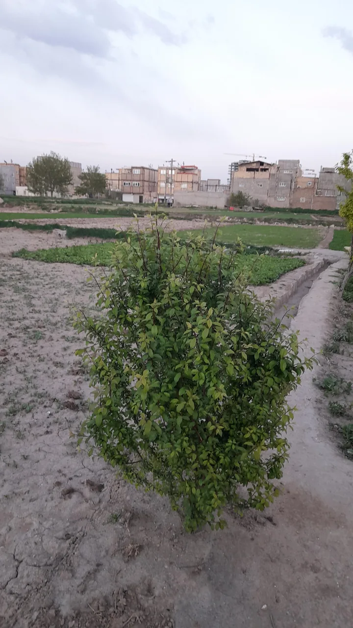 سبزی فروشی احمد آقا - تصویر 2