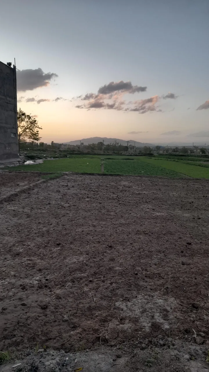سبزی فروشی احمد آقا - تصویر 3