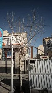 دکتر علیرضا پهلوان صباغ