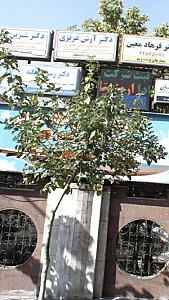 دکتر آرش عزیزی