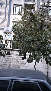 دکتر آتوسا سعید
