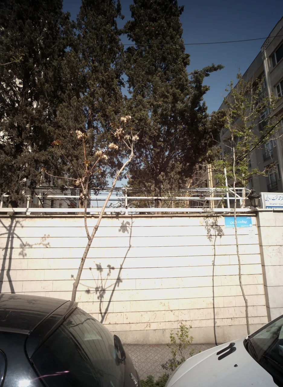 دکتر محمد تخت روانچی