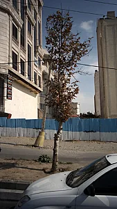 دکتر یلدا دادپور و دکتر حسن اذان گو در تهران