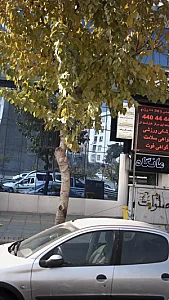 دکتر هدی میرزا حسین کاشانی