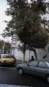 دکتر فردین رشید فرخی