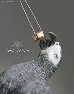 گالری طلا صبا مولوی