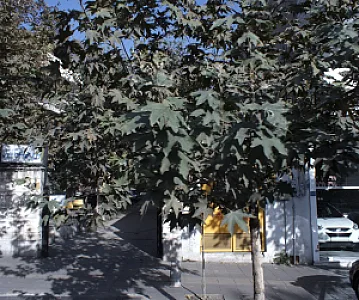 مرکز جراحی محدود شمیران