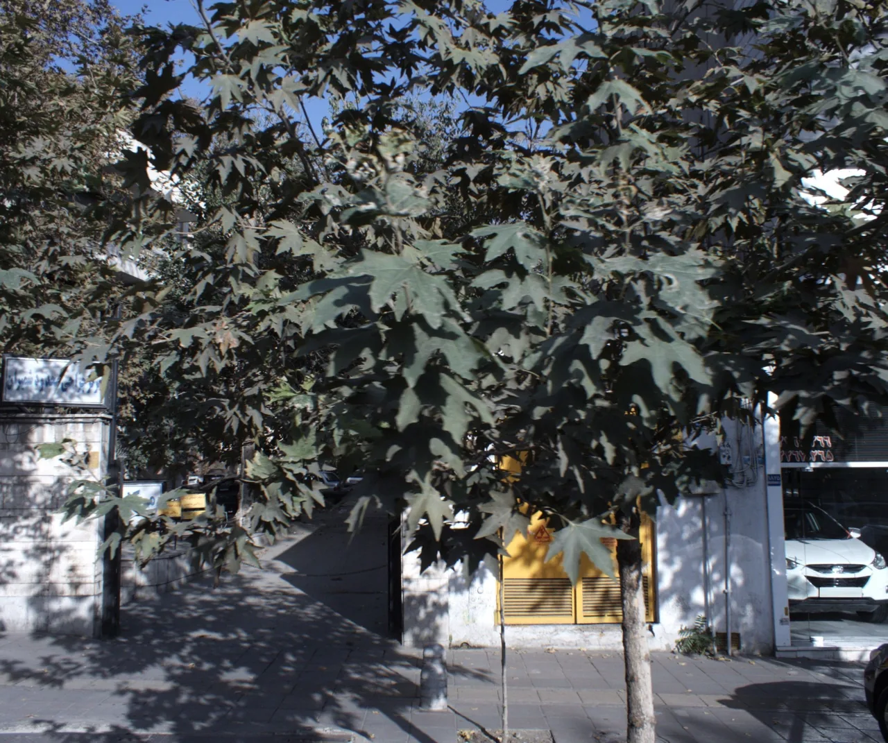 مرکز جراحی محدود شمیران