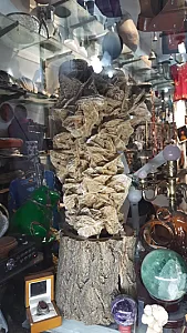 گالری مبری