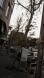 جواهری