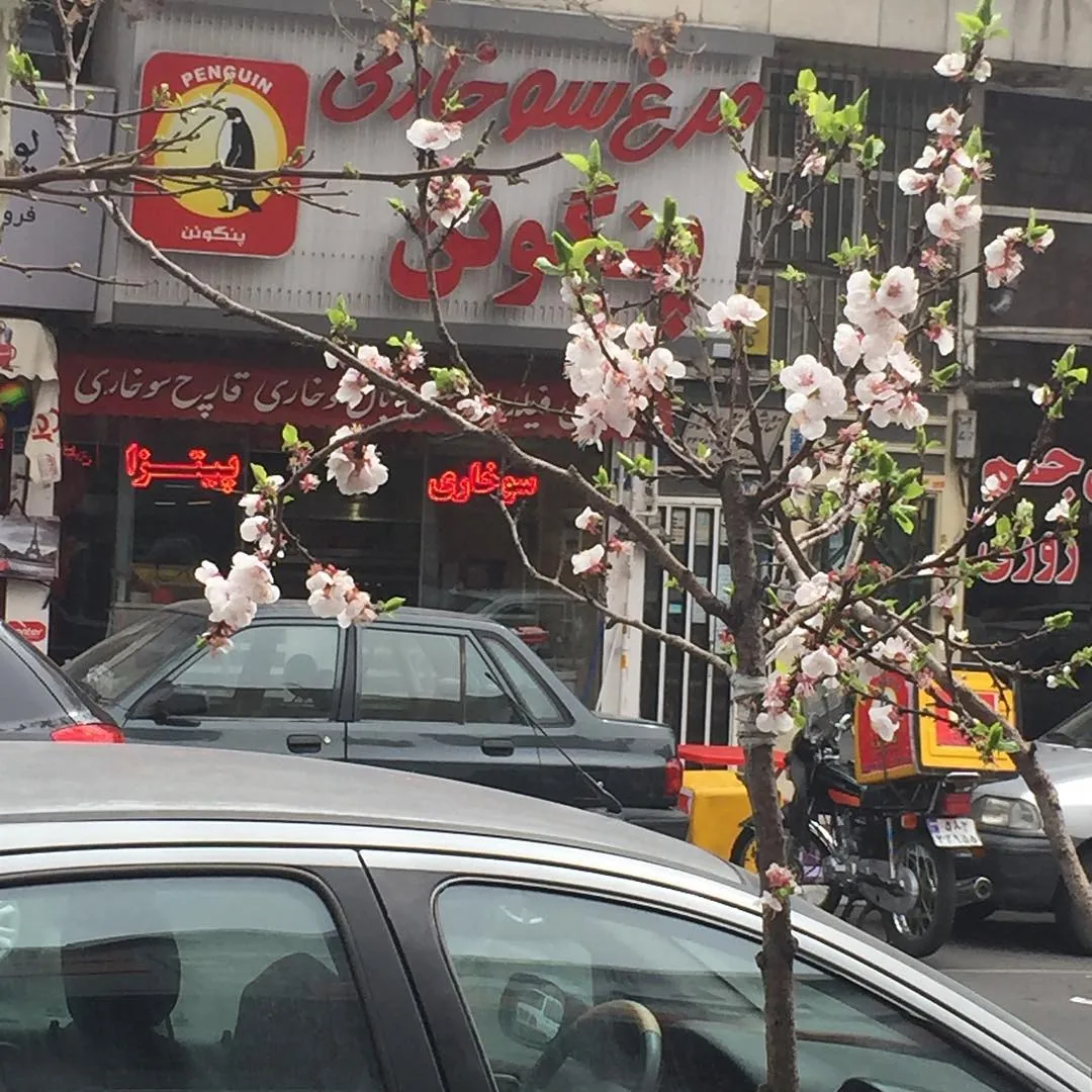 مرغ سوخاری پنگوئن - تصویر 3
