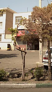 پیتزا و ساندویچ ستاره