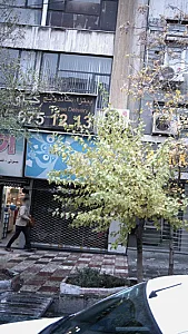 پیتزا و ساندویچ