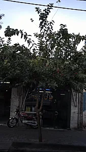 طباخی سپیده دم