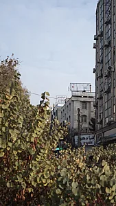 شیشلیک شاندیز