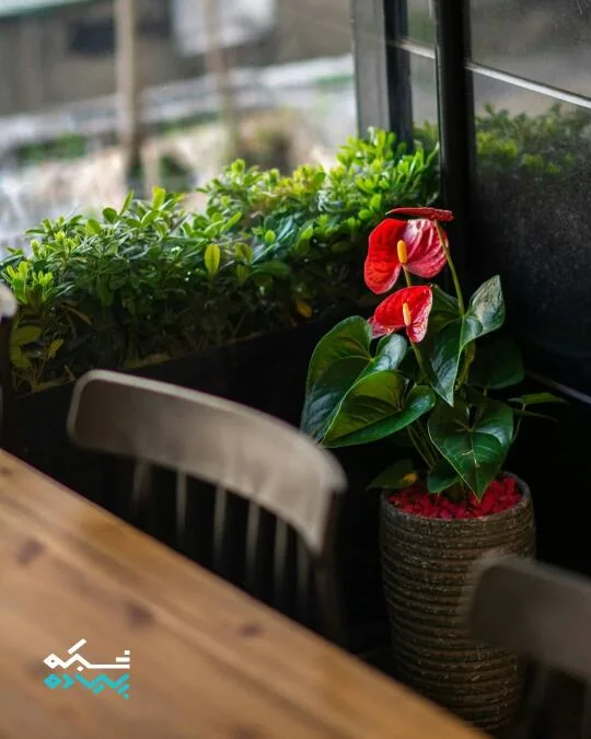 رستوران ژوزف - تصویر 4