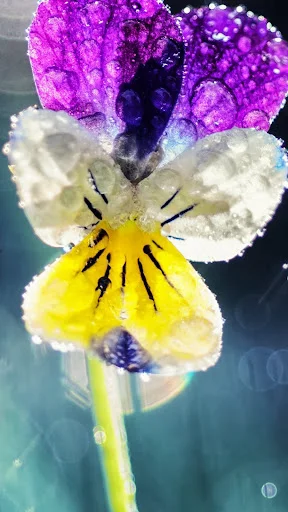 نمایشگاه گل و گیاه پیش قدم - گل‌فروشی و گیاهان زینتی در تبریز