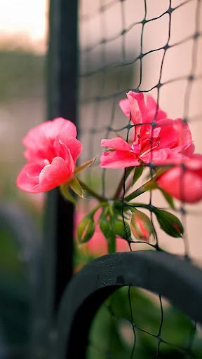 نمایشگاه گل و گیاه پیش قدم - گل‌فروشی و گیاهان زینتی در تبریز