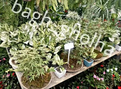 گلخانه باغ گلها