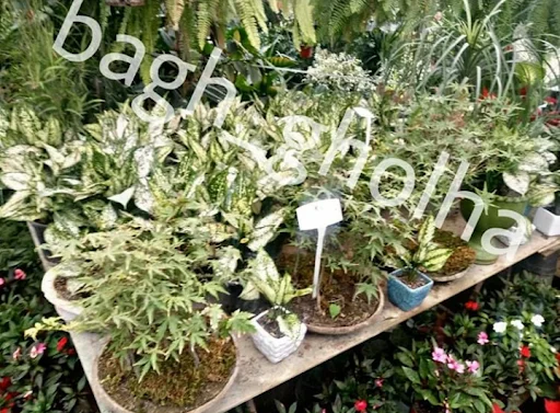 گلخانه باغ گلها
