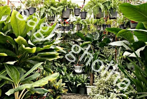 گلخانه باغ گلها