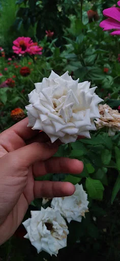 گل فروشی آرکس