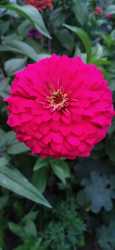 گل فروشی آرکس