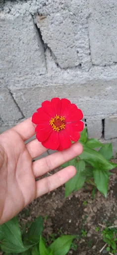 گل فروشی آرکس