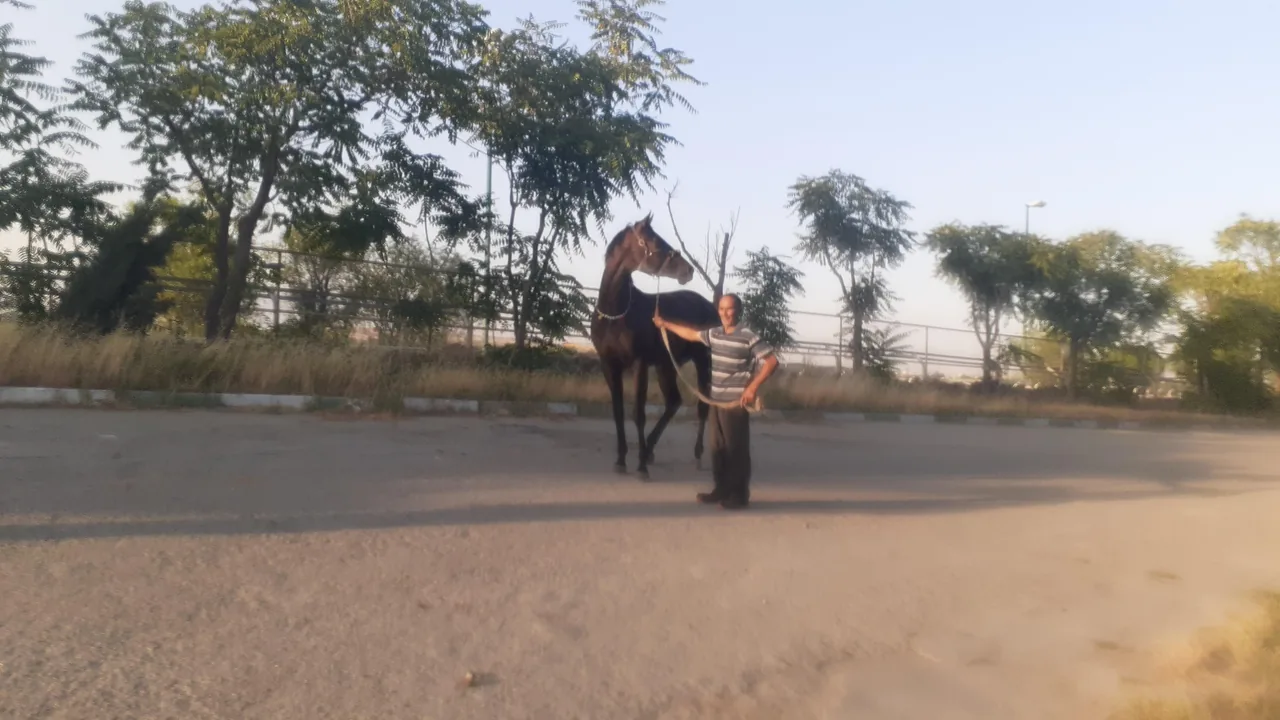 مجموعه سوارکاری نوروز آباد - تصویر 2